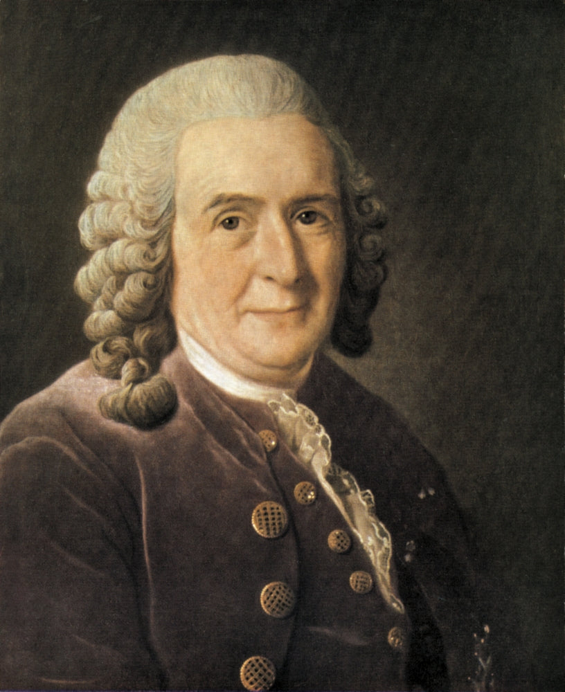 Carl Linnaeus Botanical Poster Print showcasing intricate botanical illustrations.