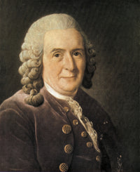 Carl Linnaeus Botanical Poster Print showcasing intricate botanical illustrations.
