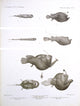 Deep Sea Fishes Poster Print showcasing vibrant marine life.