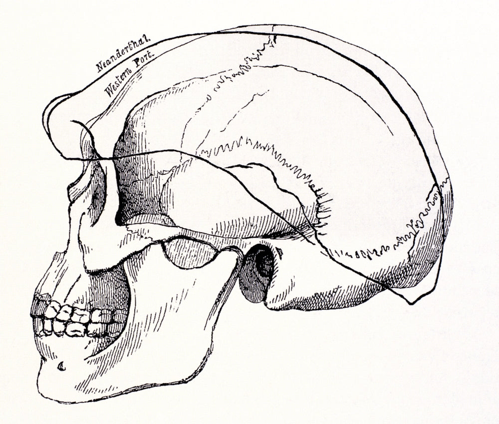 Neandertal Skull Poster Print showcasing detailed prehistoric anthropology.