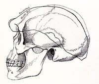 Neandertal Skull Poster Print showcasing detailed prehistoric anthropology.