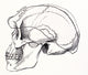 Neandertal Skull Poster Print showcasing detailed prehistoric anthropology.