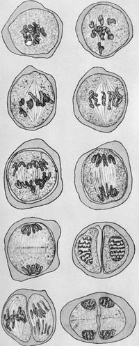 Cell Division Poster Print showcasing the process of cell division in vibrant detail.
