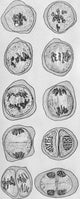 Cell Division Poster Print showcasing the process of cell division in vibrant detail.