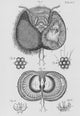 Honey Bee Eye 17th Century Poster Print - Detailed Scientific Illustration