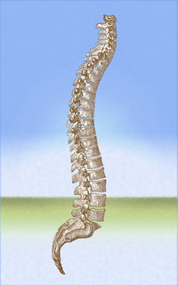 Spinal Column Poster Print illustrating human anatomy.