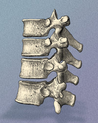 Vertebrae Poster Print featuring detailed anatomical illustration