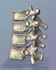 Vertebrae Poster Print featuring detailed anatomical illustration