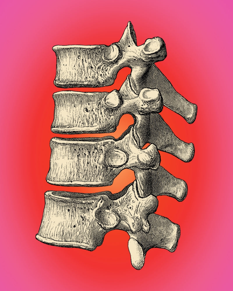 Vertebrae educational poster print showcasing human spine anatomy.