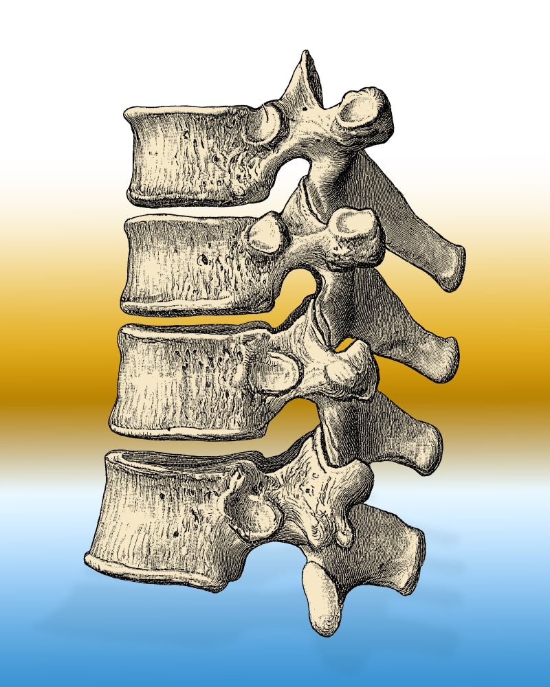 Vertebrae Poster Print - Detailed anatomical illustration of the human spine.