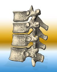 Vertebrae Poster Print - Detailed anatomical illustration of the human spine.