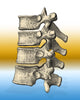 Vertebrae Poster Print - Detailed anatomical illustration of the human spine.