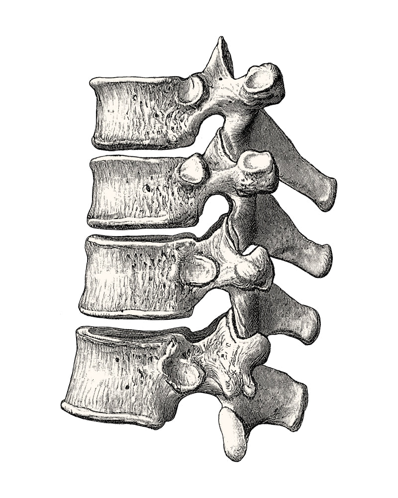 Vertebrae Poster Print showcasing human spine anatomy.