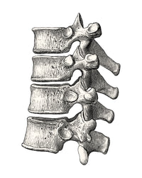 Vertebrae Poster Print showcasing human spine anatomy.
