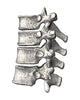 Vertebrae Poster Print showcasing human spine anatomy.
