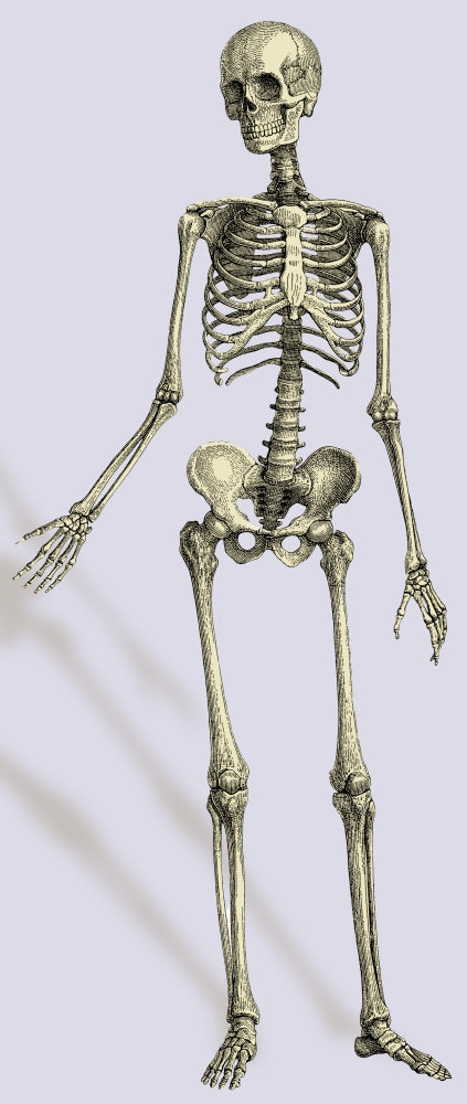 Human Skeleton Poster Print showcasing detailed anatomical structure.