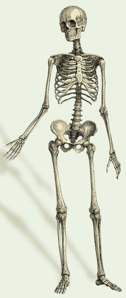 Human Skeleton Poster Print for educational and decorative use.