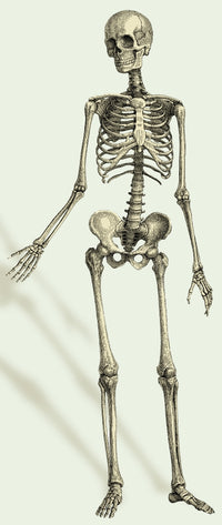 Human Skeleton Poster Print for educational and decorative use.