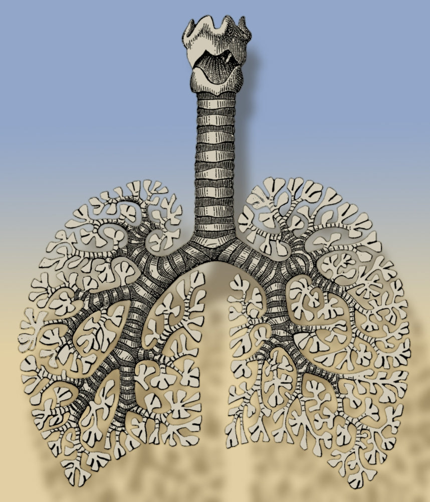 Trachea, Bronchioles, and Alveoli Educational Poster Print