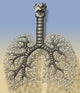 Trachea, Bronchioles, and Alveoli Educational Poster Print