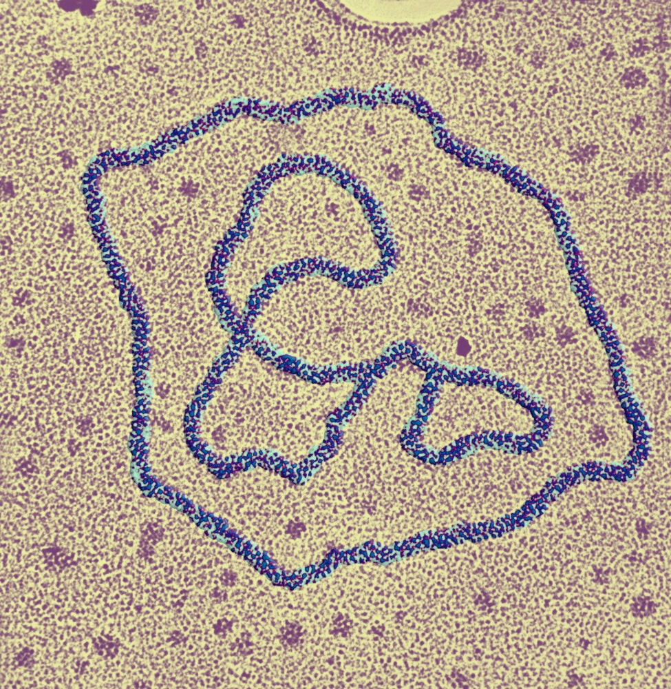 Viral DNA Rings Poster Print showcasing intricate viral DNA structures