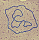 Viral DNA Rings Poster Print showcasing intricate viral DNA structures
