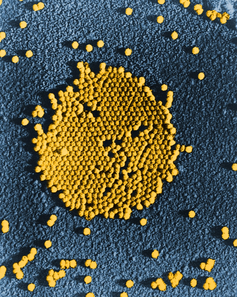 Poliovirus TEM Poster Print showcasing detailed scientific illustration.