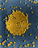 Poliovirus TEM Poster Print showcasing detailed scientific illustration.