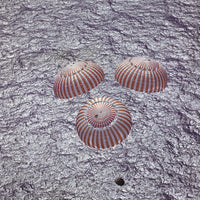 Apollo 16 Recovery Poster Print showcasing NASA's historic mission.