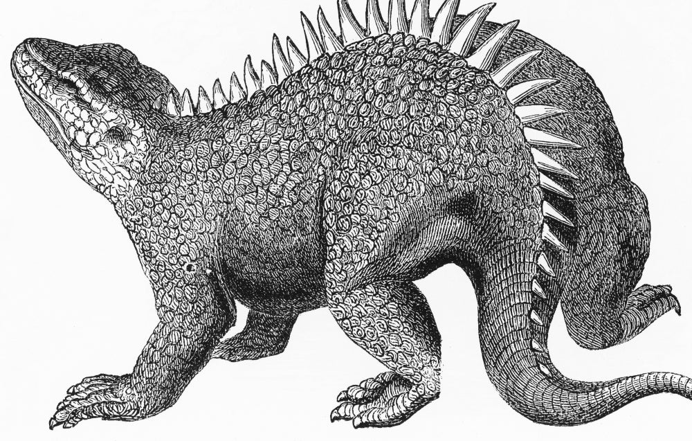 Hylaeosaurus Illustration Poster Print showcasing detailed dinosaur art.