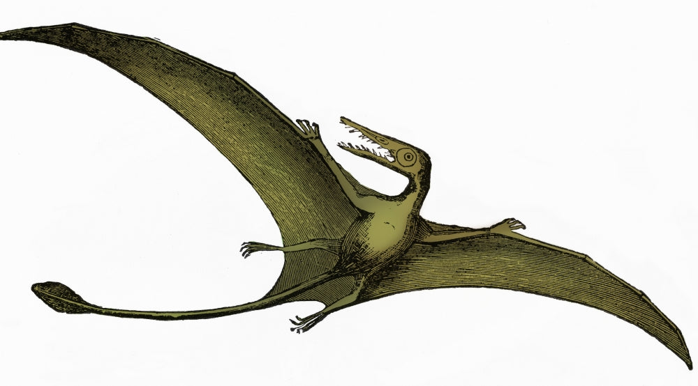 Pterodactyl Poster Print showcasing an extinct flying reptile.