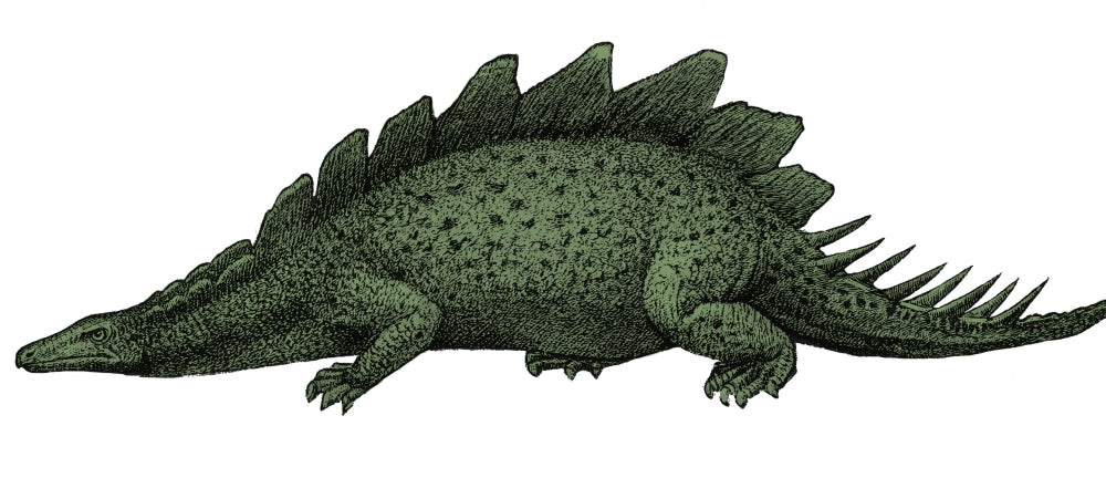 Stegosaurus Illustration Poster Print showcasing vibrant colors and detailed design.