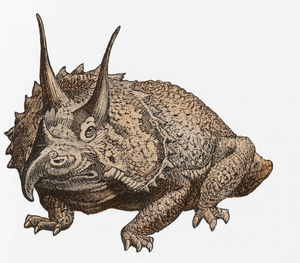 Triceratops Illustration Poster Print showcasing a detailed dinosaur design.