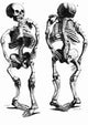 Malformed Skeletons Poster Print, educational wall art for science enthusiasts