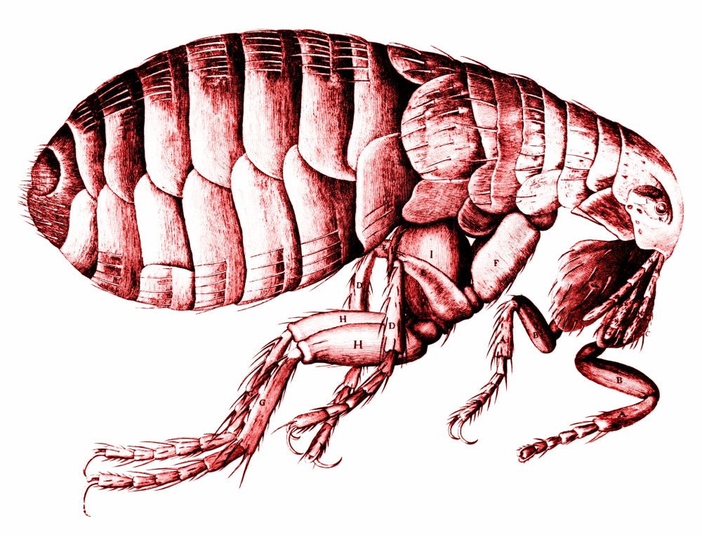 Flea drawing art print by Science Source showcasing detailed insect illustration.