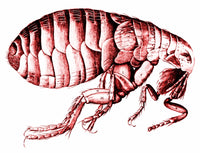 Flea drawing art print by Science Source showcasing detailed insect illustration.