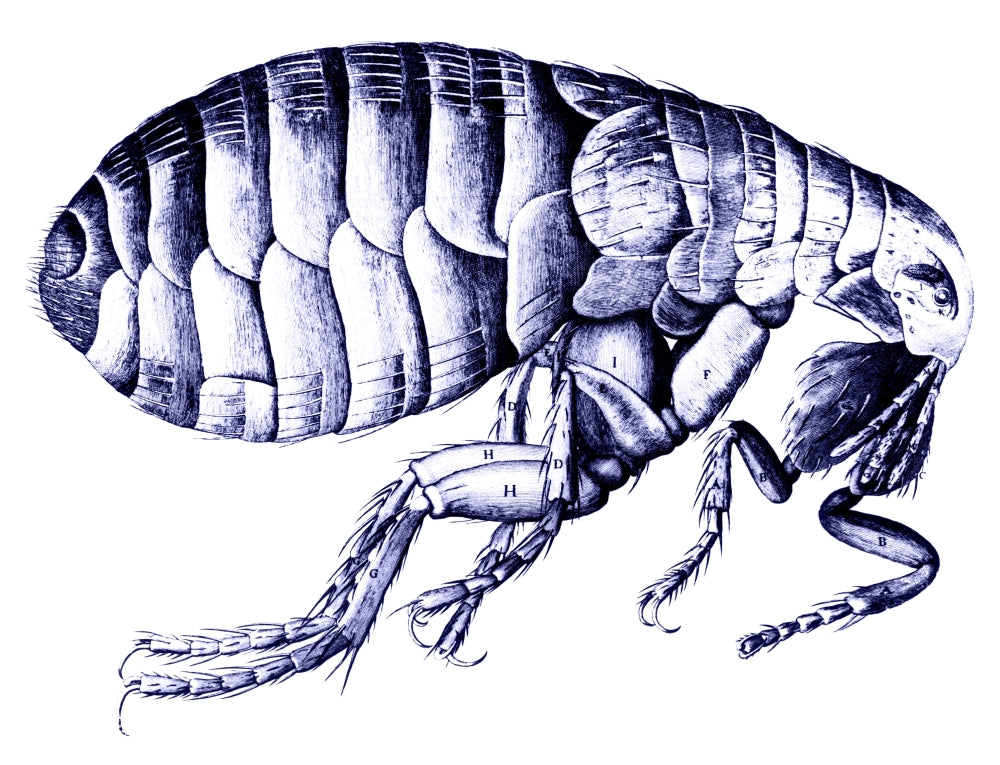 Flea Drawing Poster Print by Science Source, detailed and vibrant art.