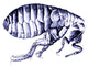 Flea Drawing Poster Print by Science Source, detailed and vibrant art.