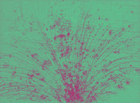 Cosmic Ray Tracks Bubble Chamber Event Poster Print