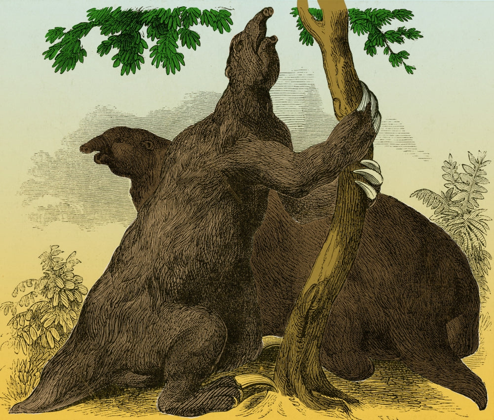 Megatherium Cenozoic Mammal Poster Print showcasing prehistoric life.