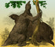 Megatherium Cenozoic Mammal Poster Print showcasing prehistoric life.