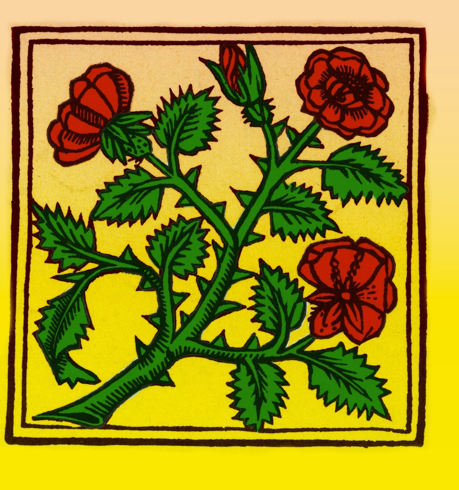 Rose illustration from Macer's Viribus Herbarum Poster Print