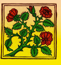 Rose illustration from Macer's Viribus Herbarum Poster Print
