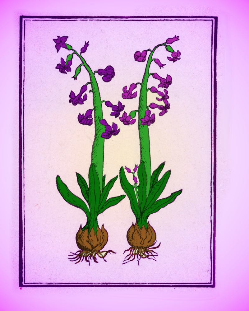 Hyacinth Floral Poster Print showcasing vibrant flowers.