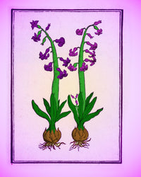 Hyacinth Floral Poster Print showcasing vibrant flowers.