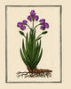 Florentine Iris botanical print from Mattioli's Commentaires, 1579, available in multiple sizes.
