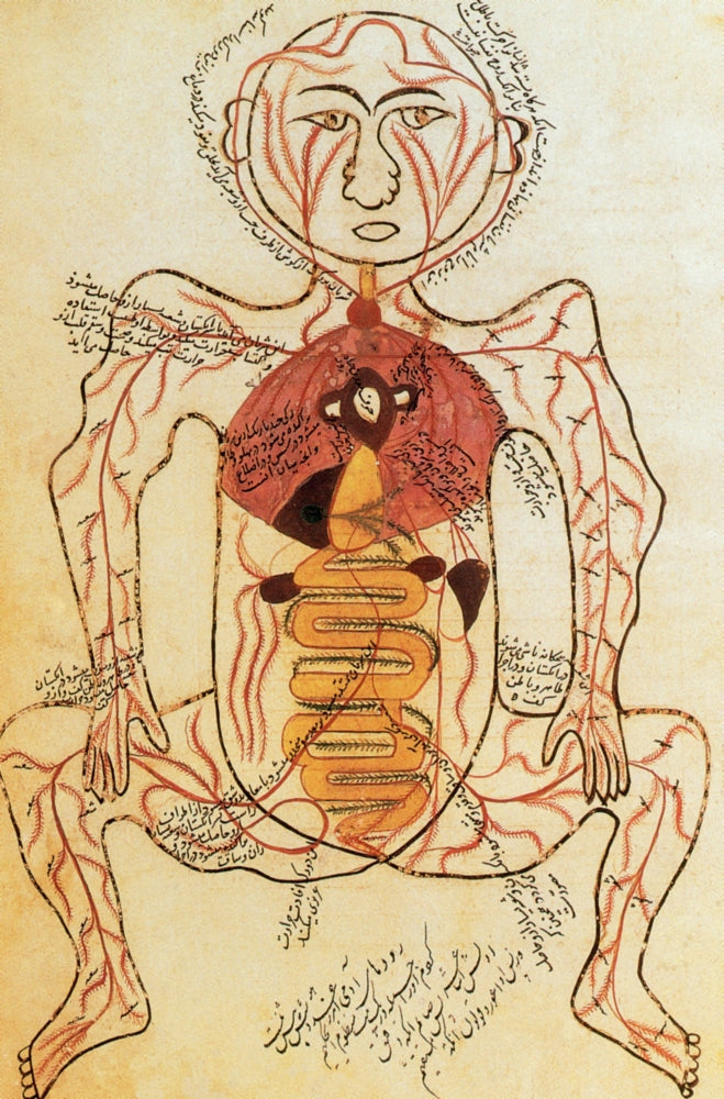 Digestive and Arterial Systems 15th Century Poster Print