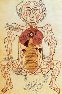 Digestive and Arterial Systems 15th Century Poster Print