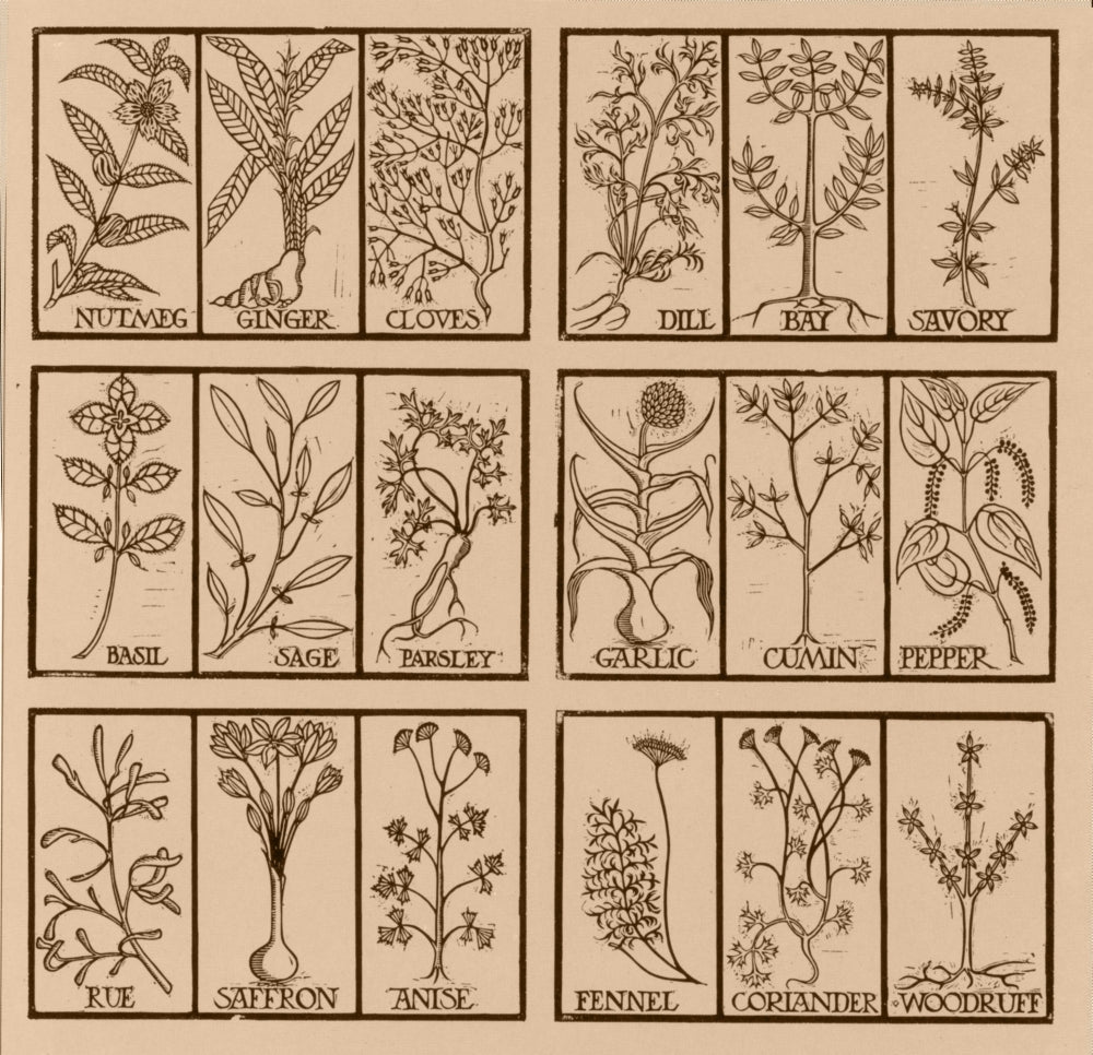 Edible Herbs Poster Print showcasing various edible herb illustrations.