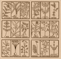 Edible Herbs Poster Print showcasing various edible herb illustrations.